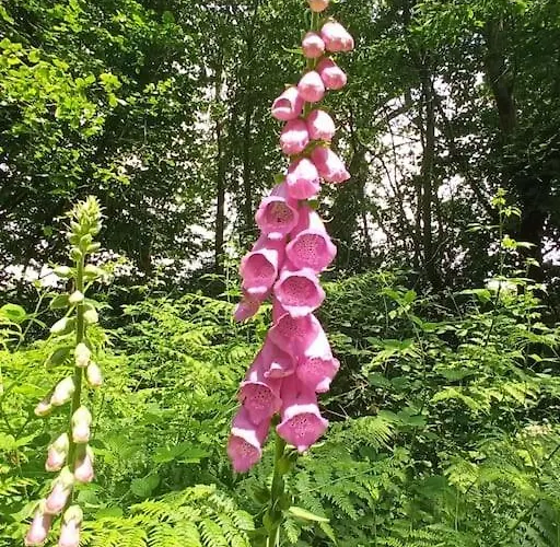 Mon Petit Piaf Σπίτι διακοπών